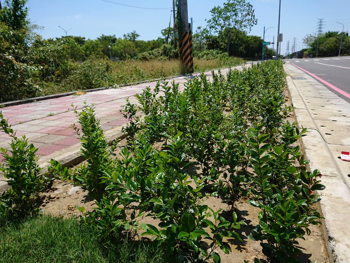 108年度永安區保興二路二期植栽工程